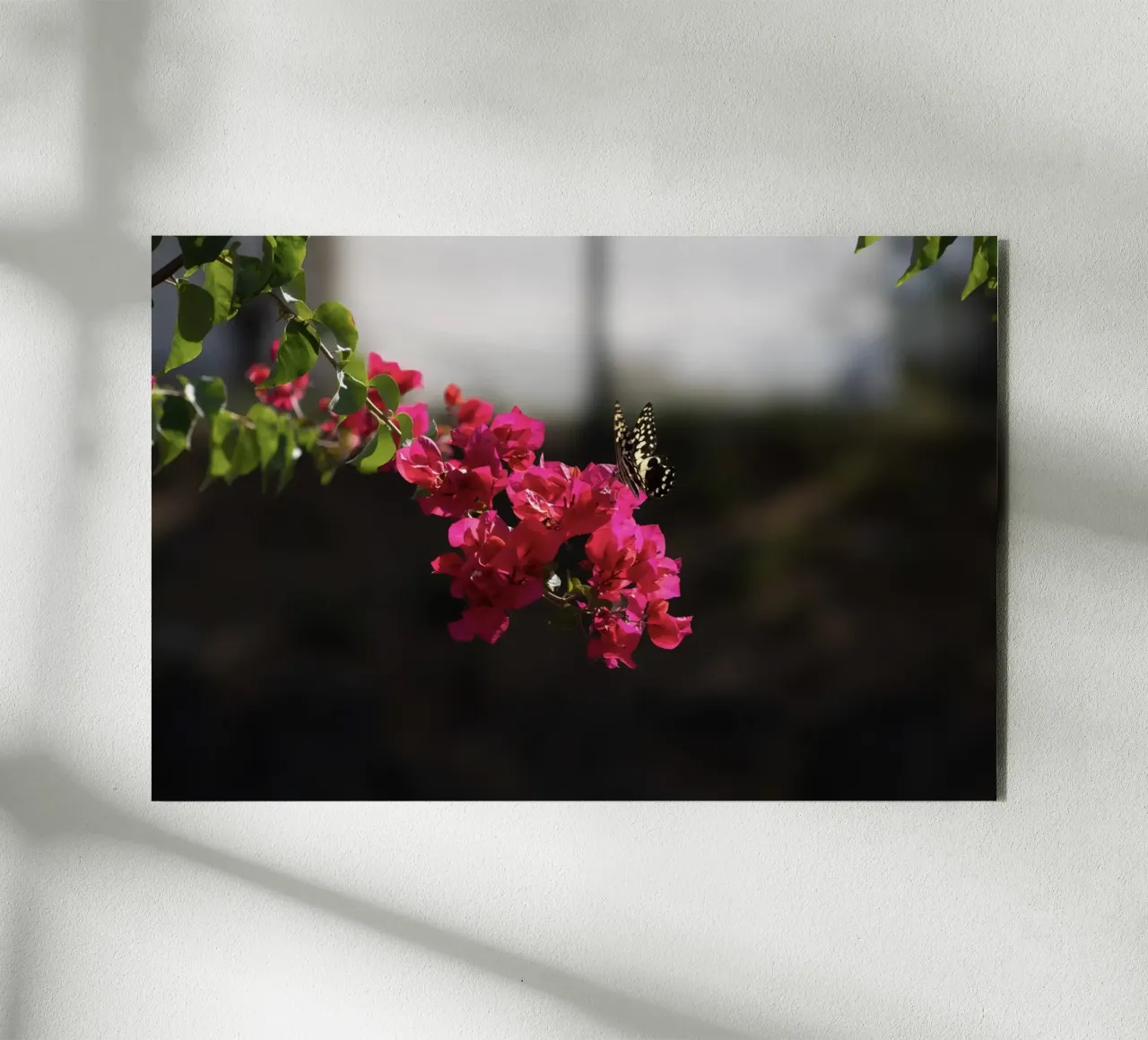 Farfalla su fiori rosa alluminio dibond da Léa Lefebvre Photography
