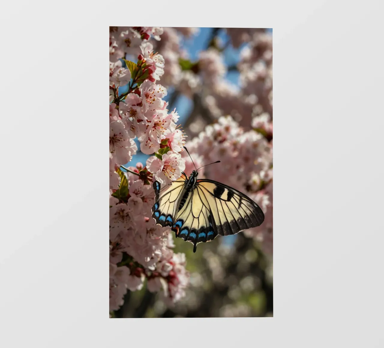 A beautiful butterfly resting on blooming cherry blossoms photo wallpaper by DesignDoodle