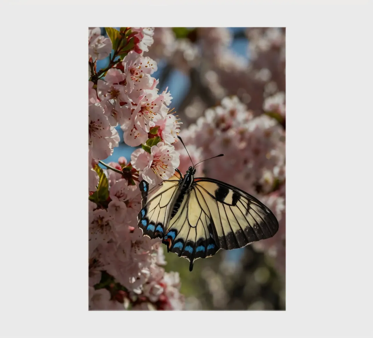 Un beau papillon se reposant sur des cerisiers en fleurs carnet de notes de DesignDoodle
