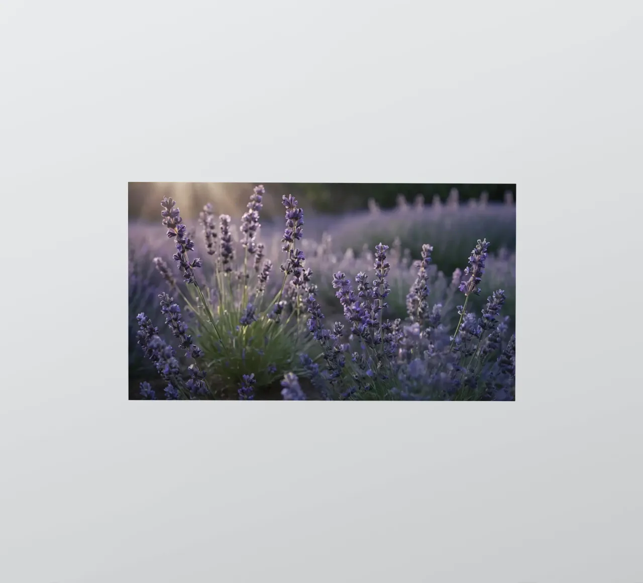 Lavender fields in full bloom during golden hour sticker by DesignDoodle