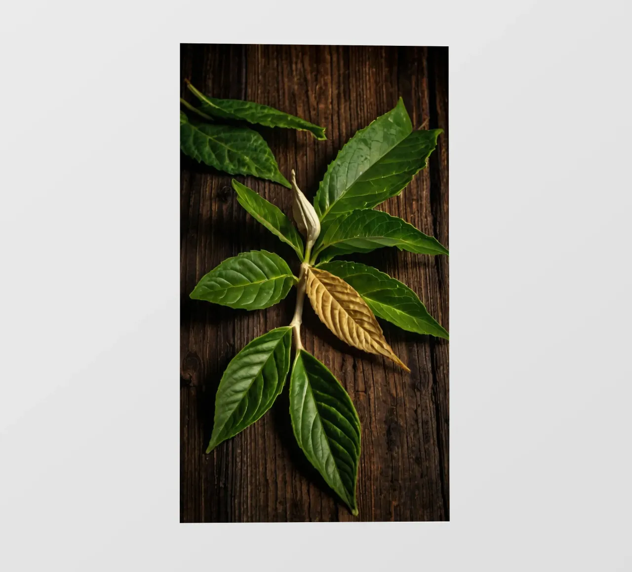 Foglie verdi fresche con una singola foglia secca su un rustico di legno pellicola backlit da DesignDoodle