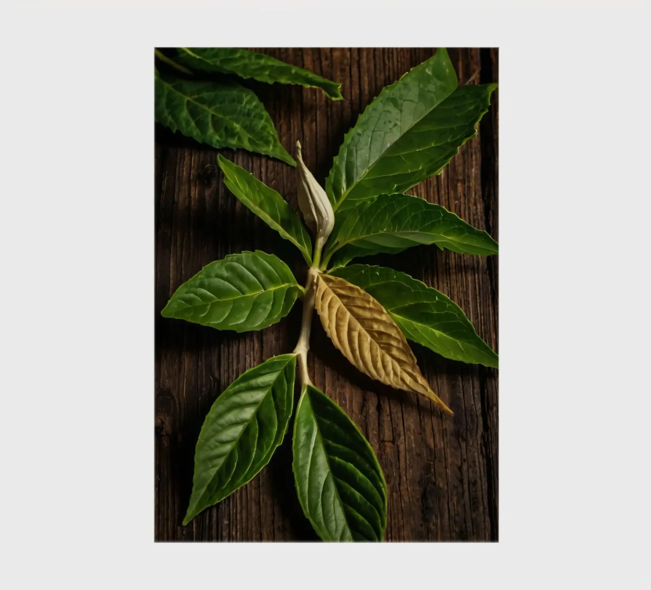 Foglie verdi fresche con una singola foglia secca su un rustico di legno diario da DesignDoodle