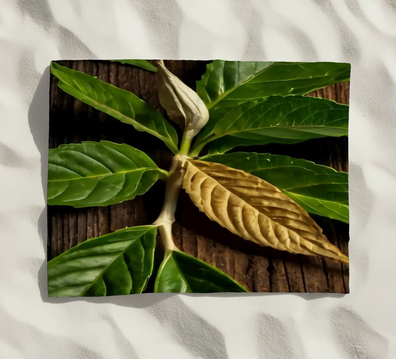 Foglie verdi fresche con una singola foglia secca su un rustico di legno telo mare da DesignDoodle