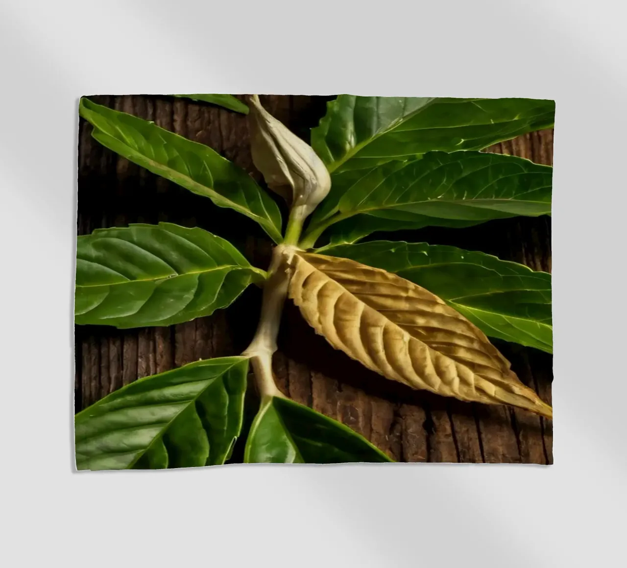 Foglie verdi fresche con una singola foglia secca su un rustico di legno telo mare da DesignDoodle