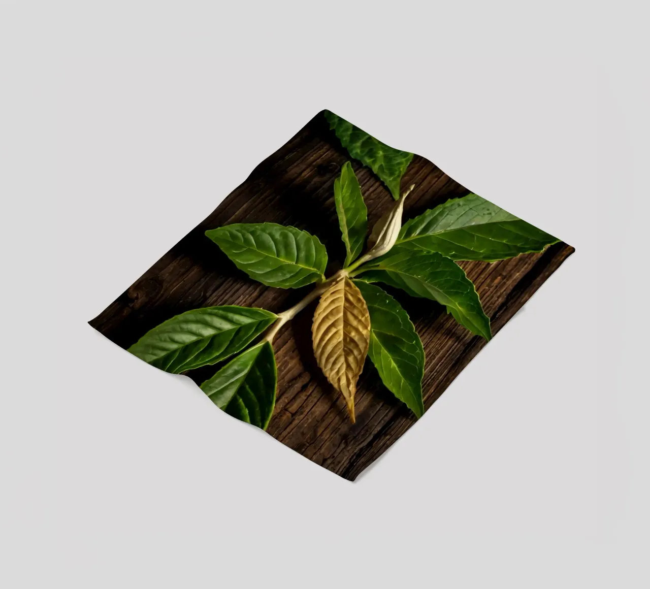 Foglie verdi fresche con una singola foglia secca su un rustico di legno coperta in pile da DesignDoodle