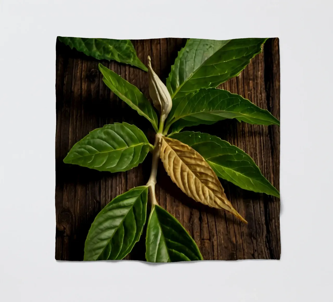 Foglie verdi fresche con una singola foglia secca su un rustico di legno coperta in pile da DesignDoodle