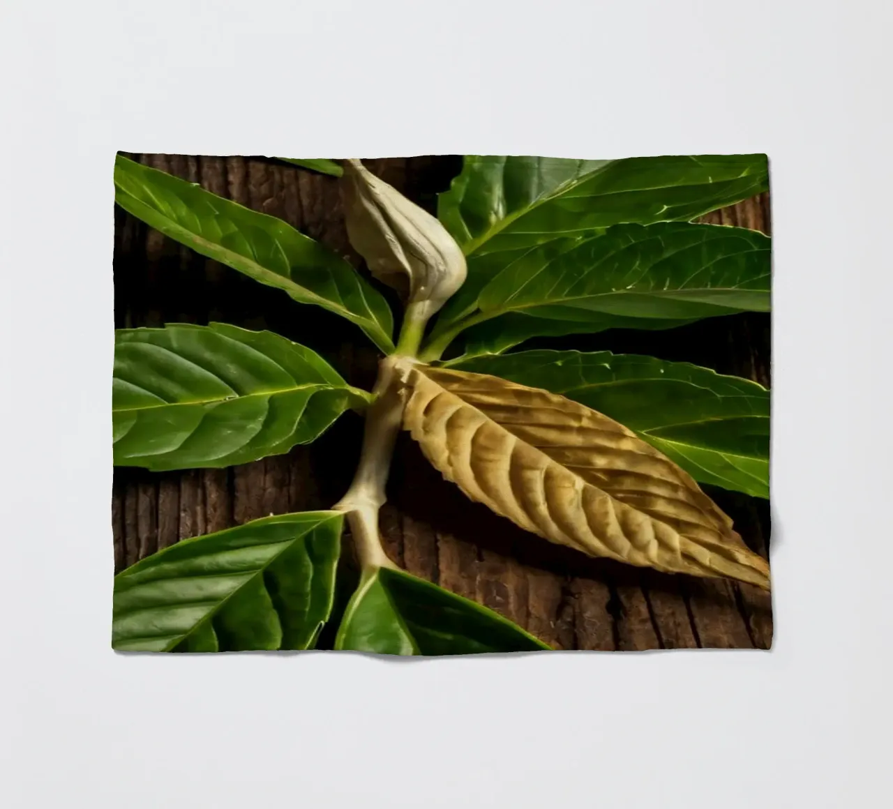 Foglie verdi fresche con una singola foglia secca su un rustico di legno coperta in pile da DesignDoodle