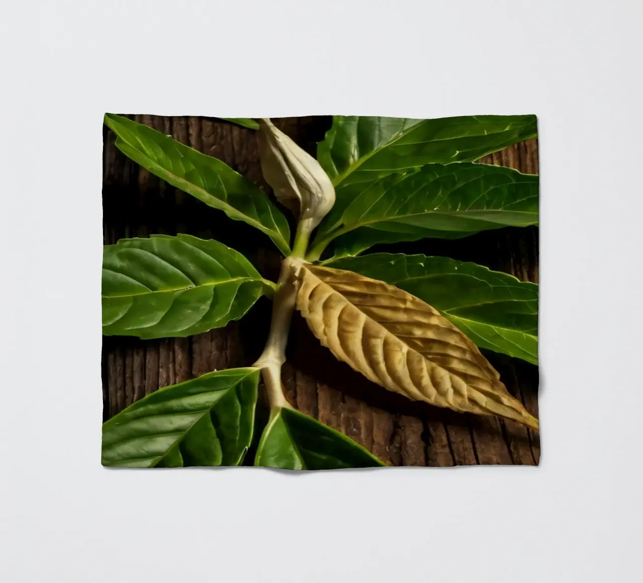 Foglie verdi fresche con una singola foglia secca su un rustico di legno coperta in pile da DesignDoodle