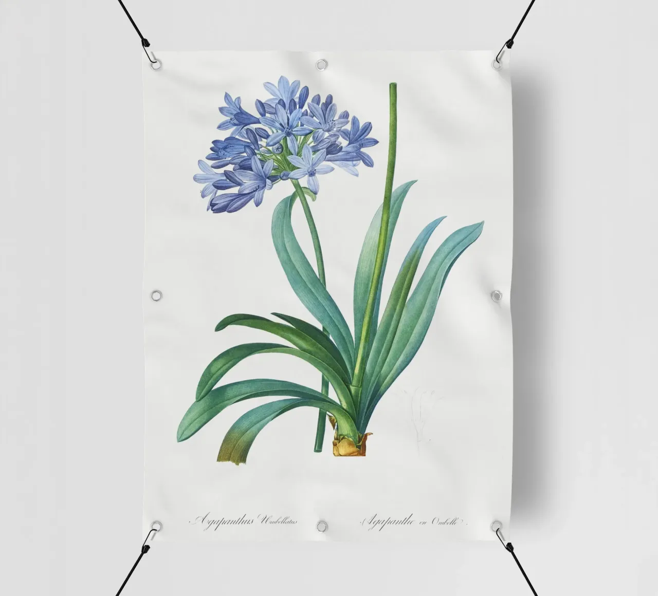 Giglio del Nilo, fiore viola Illustrazione botanica telo in pvc da Pretty Flowers Vintage Botanicals