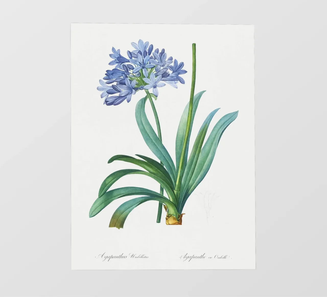 Giglio del Nilo, fiore viola Illustrazione botanica telo in pvc da Pretty Flowers Vintage Botanicals
