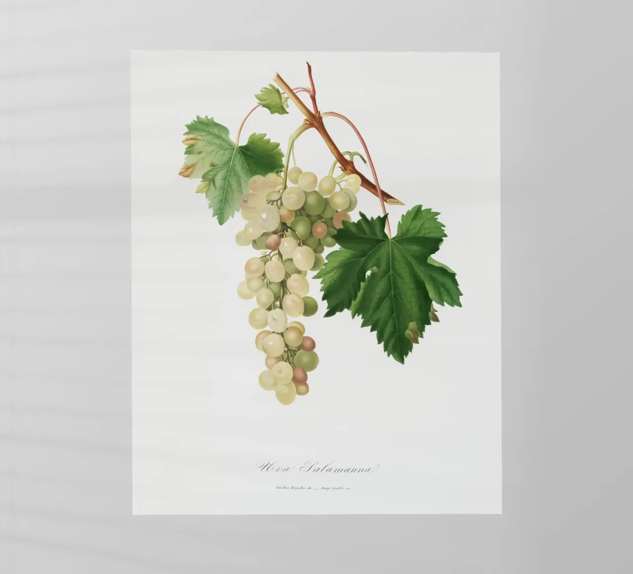 Muscat Grape Botanical Vintage Illustration pellicola backlit da Pretty Flowers Vintage Botanicals