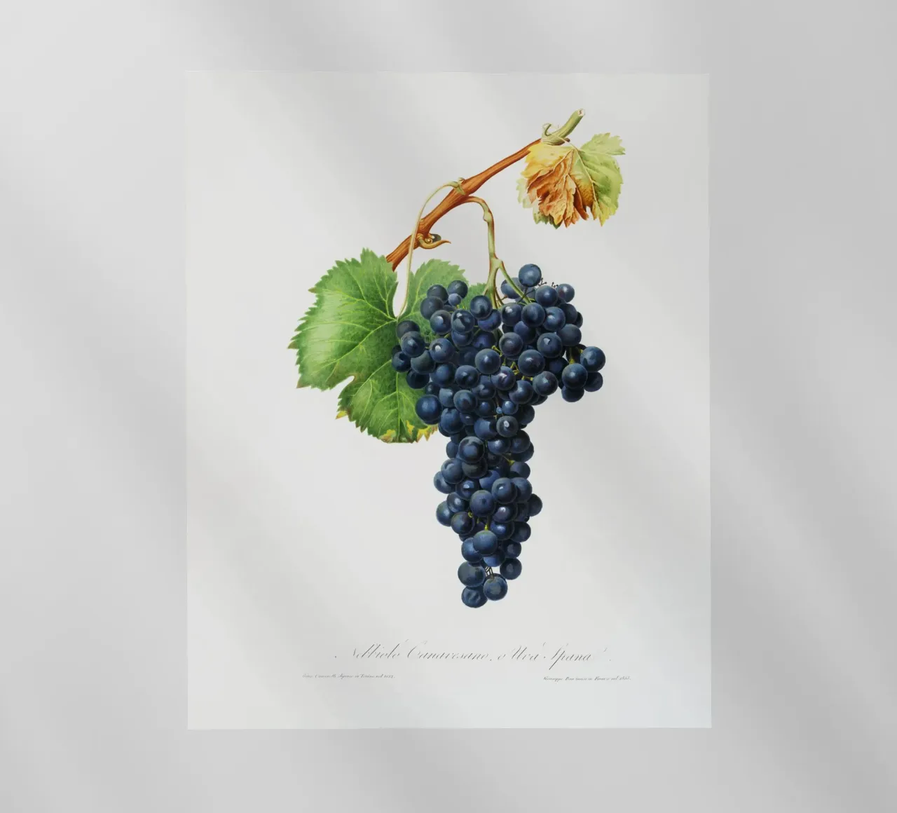 Purple Grape Spanna Botanical VIntage Illustration pellicola backlit da Pretty Flowers Vintage Botanicals