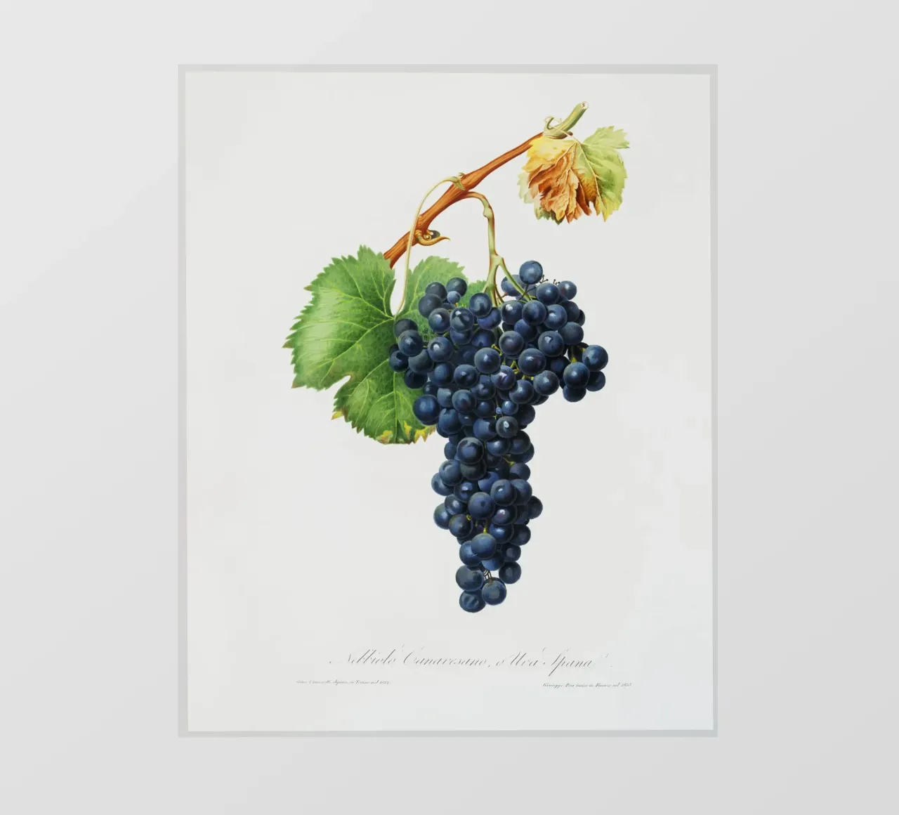 Purple Grape Spanna Botanical VIntage Illustration telo in pvc da Pretty Flowers Vintage Botanicals