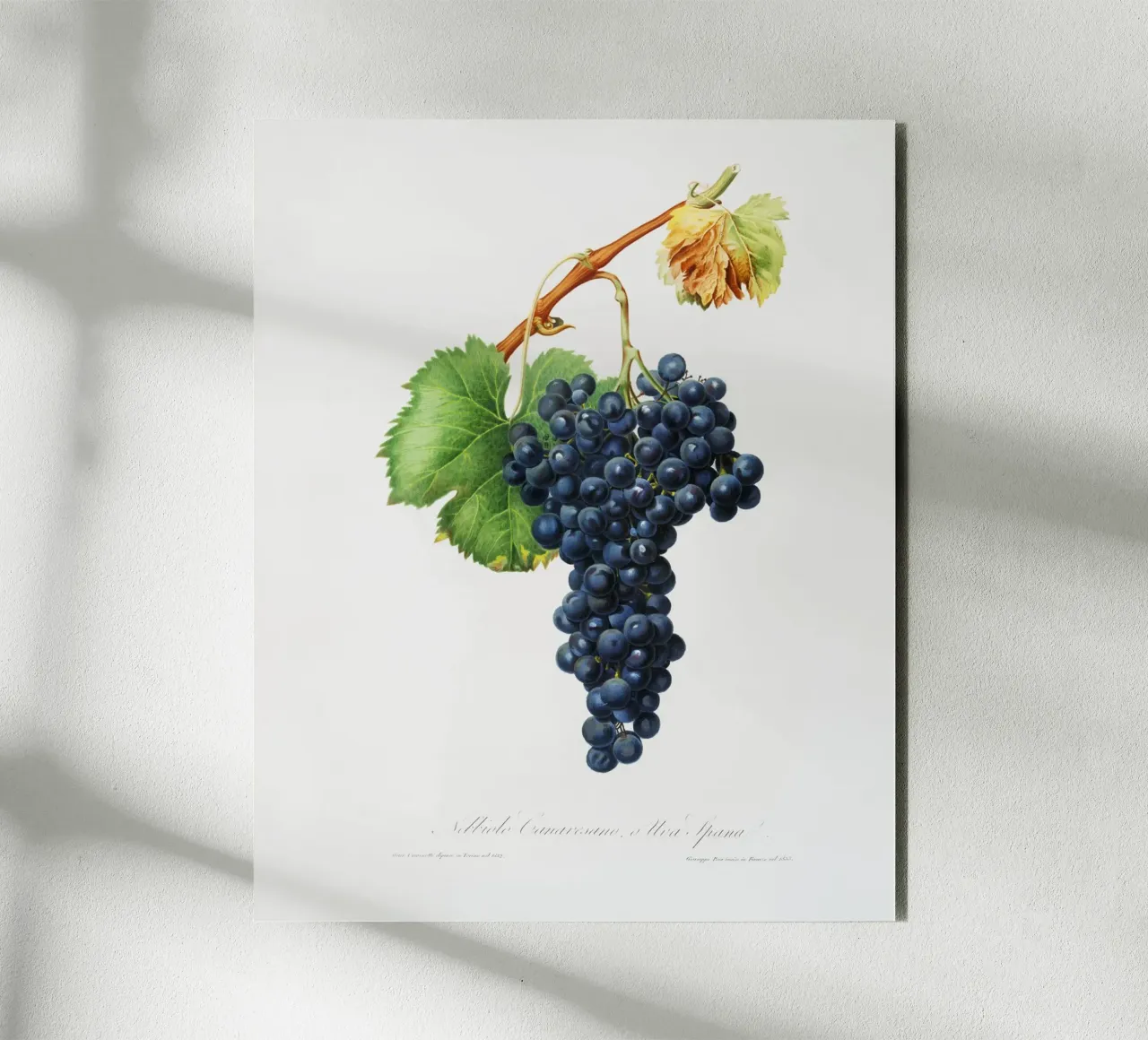 Purple Grape Spanna Botanical VIntage Illustration alluminio dibond da Pretty Flowers Vintage Botanicals