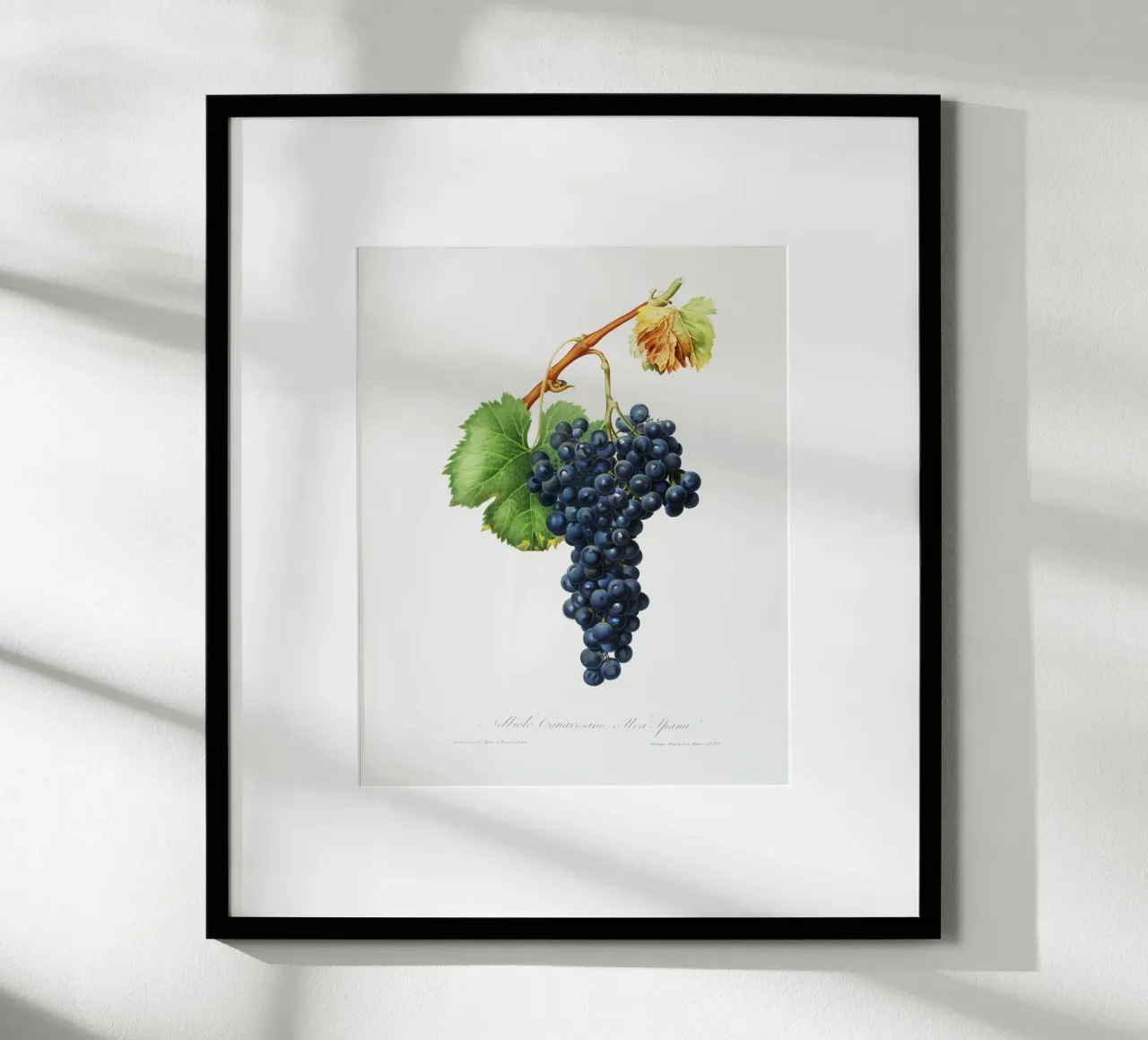 Purple Grape Spanna Botanical VIntage Illustration poster con telaio in plastica da Pretty Flowers Vintage Botanicals