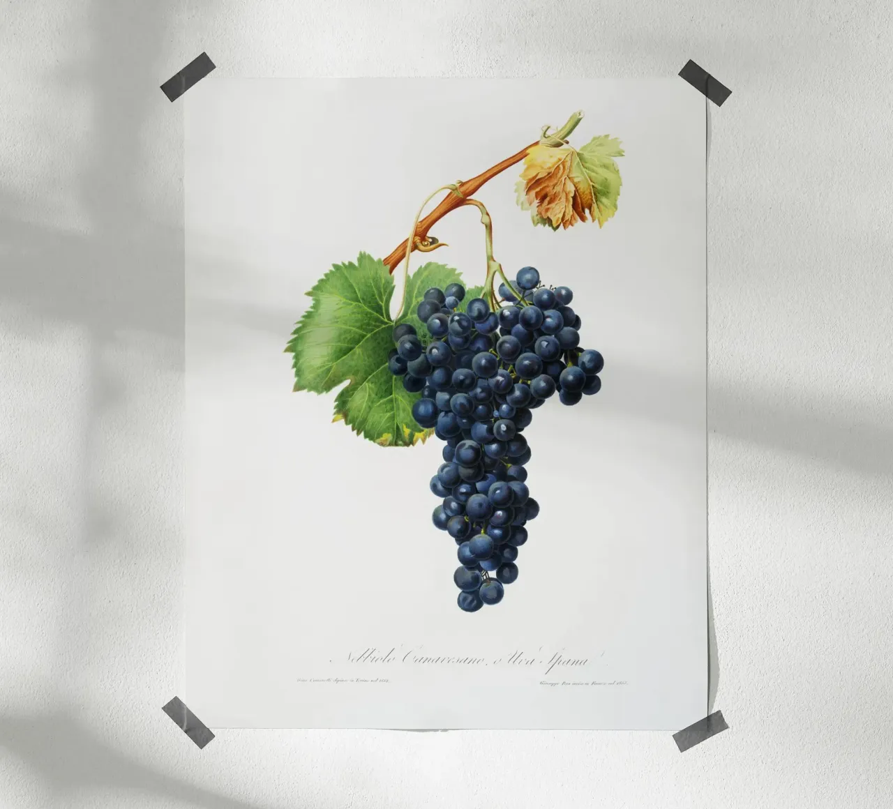 Purple Grape Spanna Botanical VIntage Illustration poster con telaio in plastica da Pretty Flowers Vintage Botanicals
