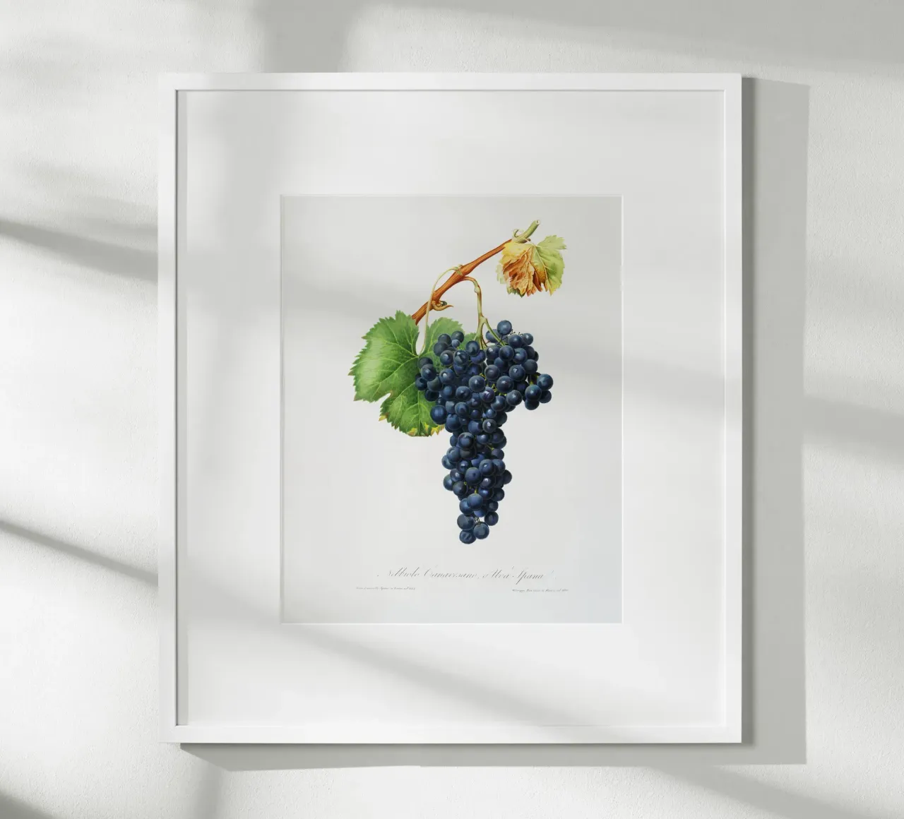 Purple Grape Spanna Botanical VIntage Illustration poster con telaio in plastica da Pretty Flowers Vintage Botanicals