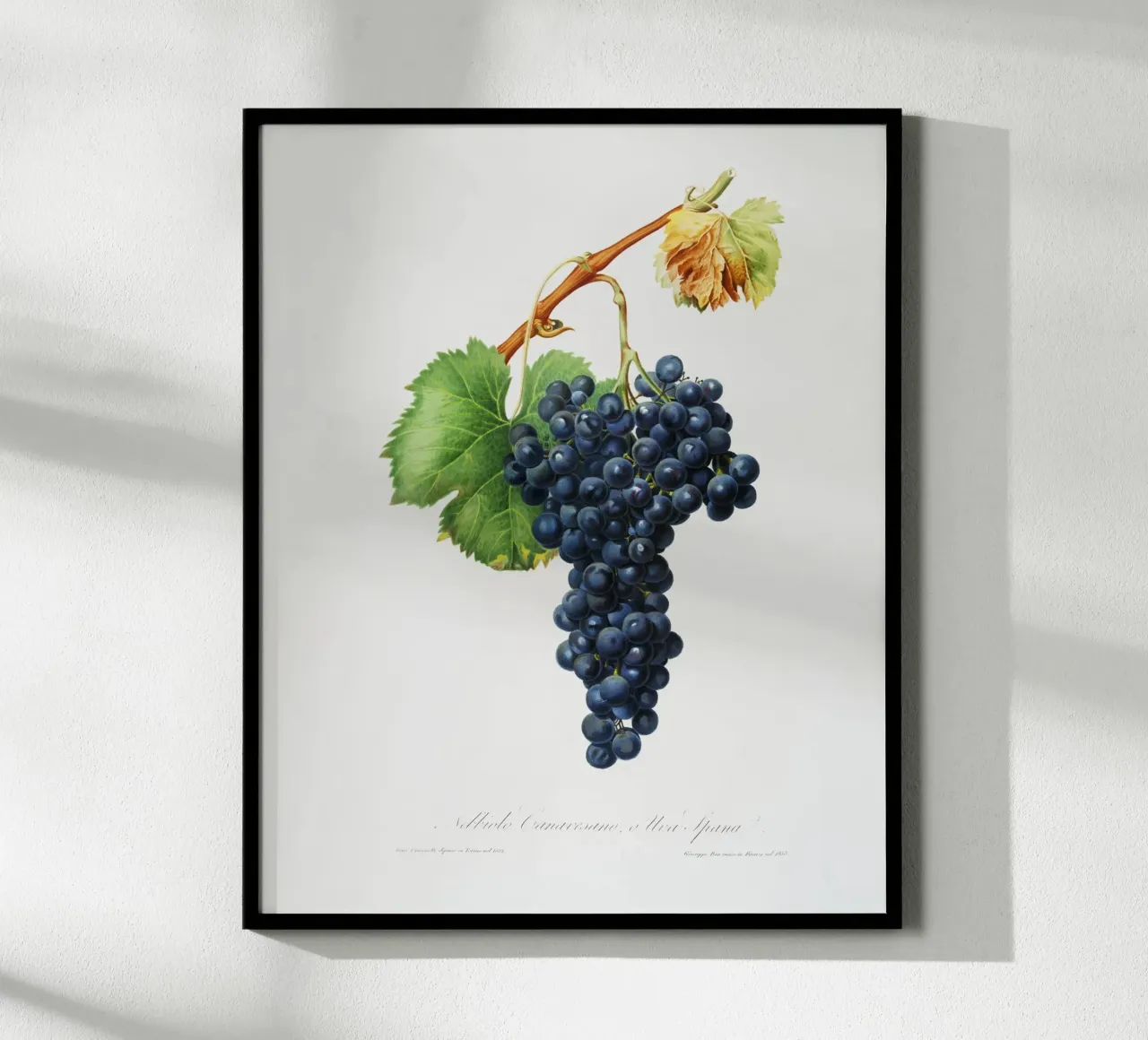 Purple Grape Spanna Botanical VIntage Illustration poster con telaio in plastica da Pretty Flowers Vintage Botanicals