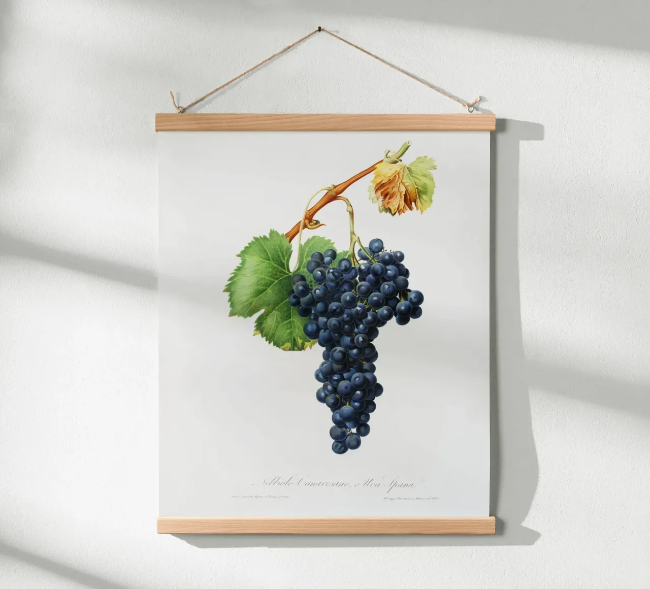 Purple Grape Spanna Botanical VIntage Illustration poster con telaio in plastica da Pretty Flowers Vintage Botanicals