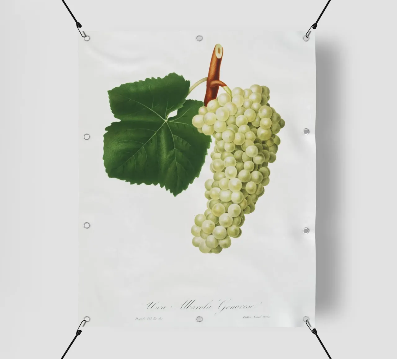White Grape Vintage Botanical Illustration Print telo in pvc da Pretty Flowers Vintage Botanicals