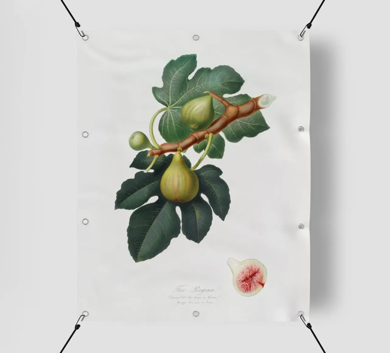 Fig Fruit and Leaves Botanical Illustration telo in pvc da Pretty Flowers Vintage Botanicals