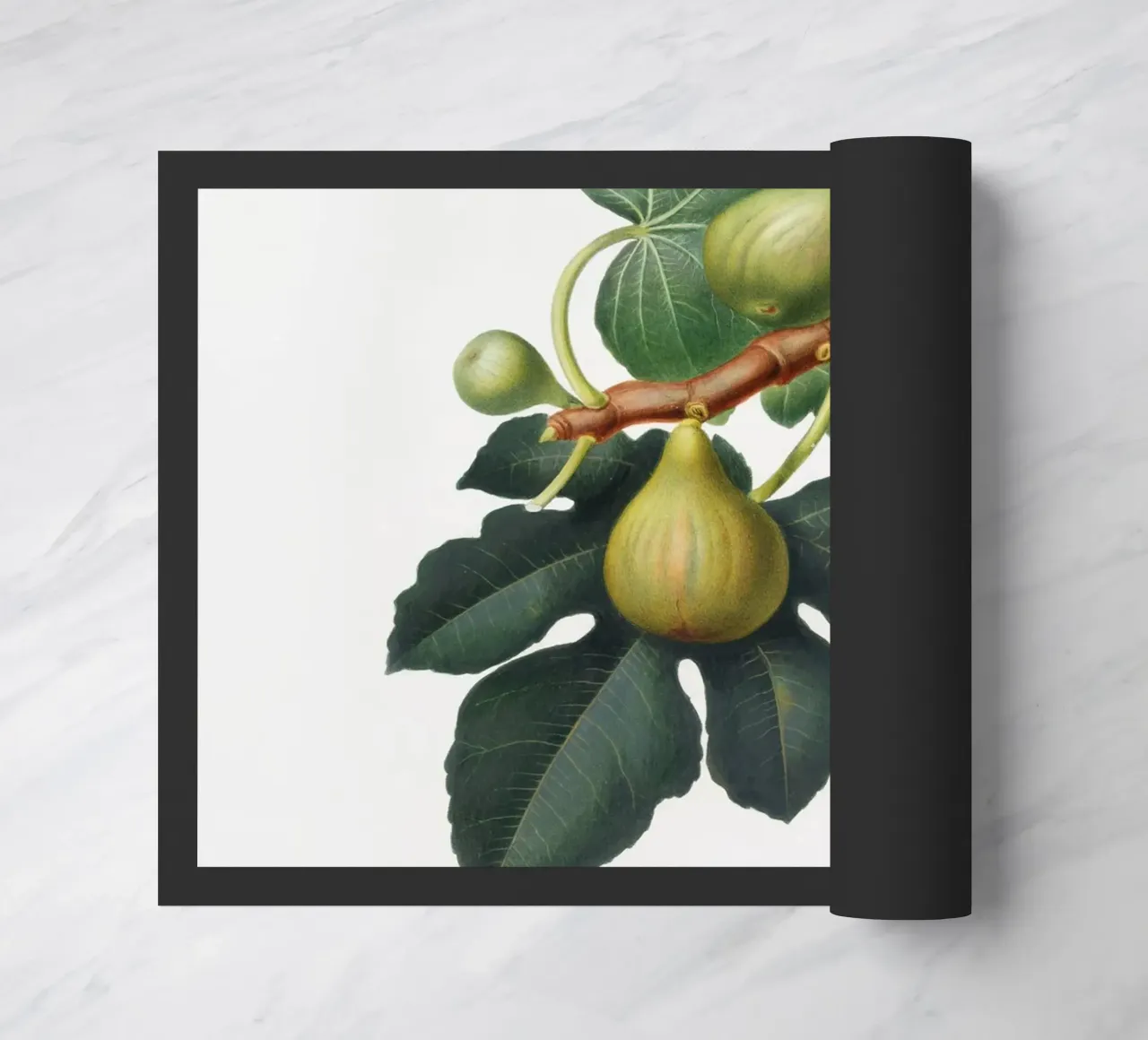 Fig Fruit and Leaves Botanical Illustration zerbino da Pretty Flowers Vintage Botanicals