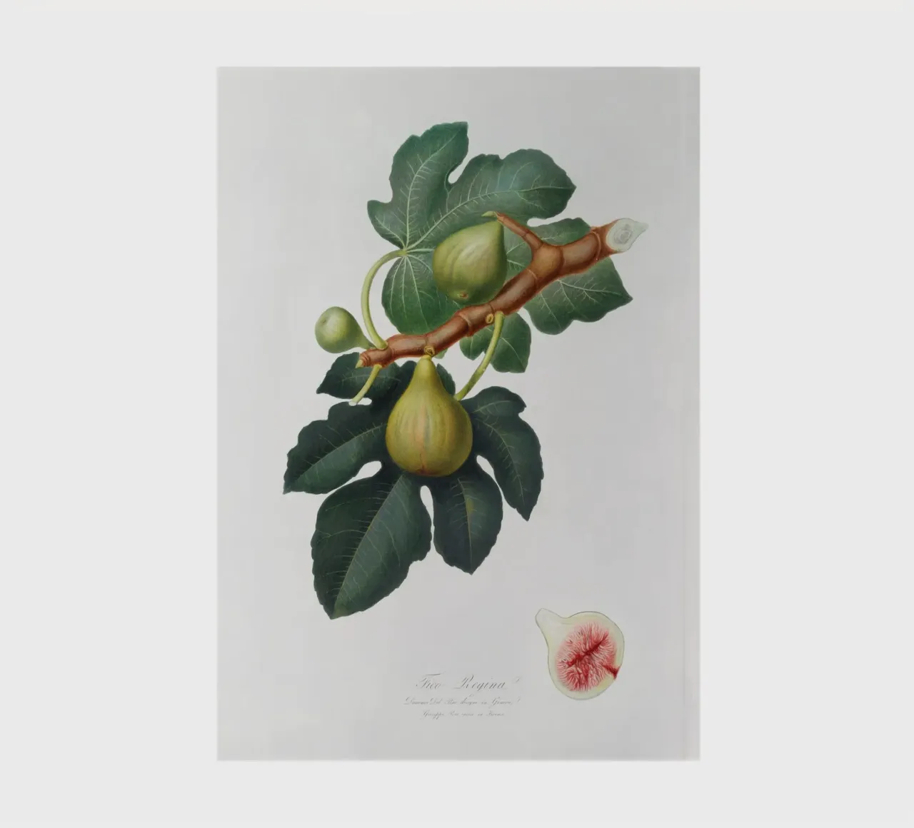 Fig Fruit and Leaves Botanical Illustration notebook by Pretty Flowers Vintage Botanicals