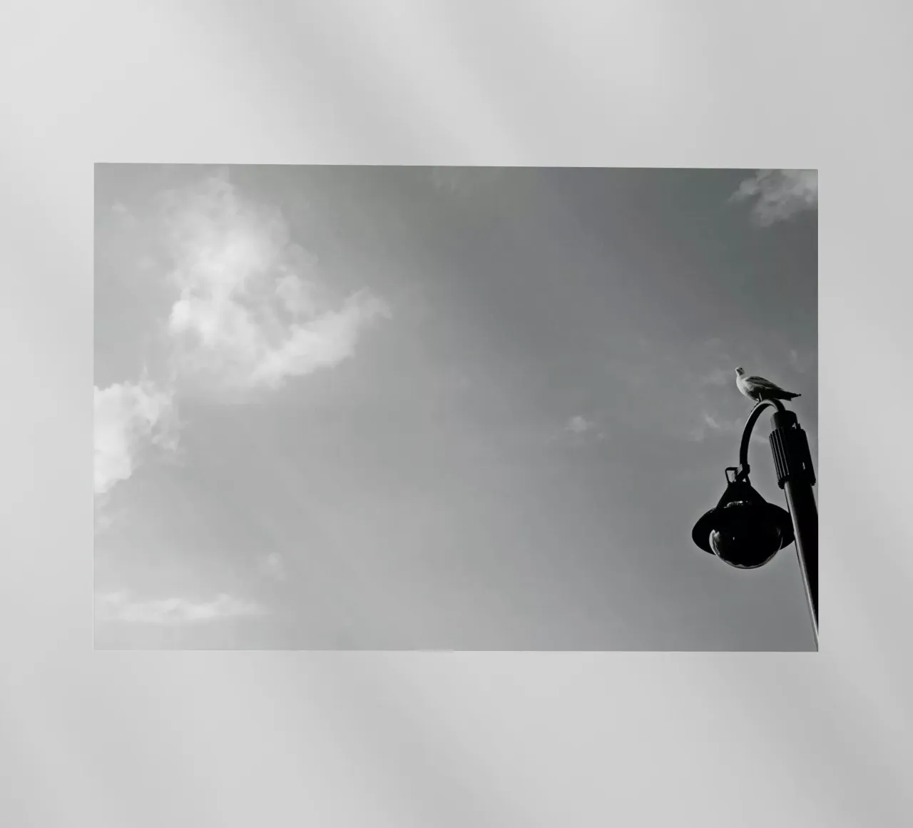 Seagull on lantern pellicola backlit da Nur Mut