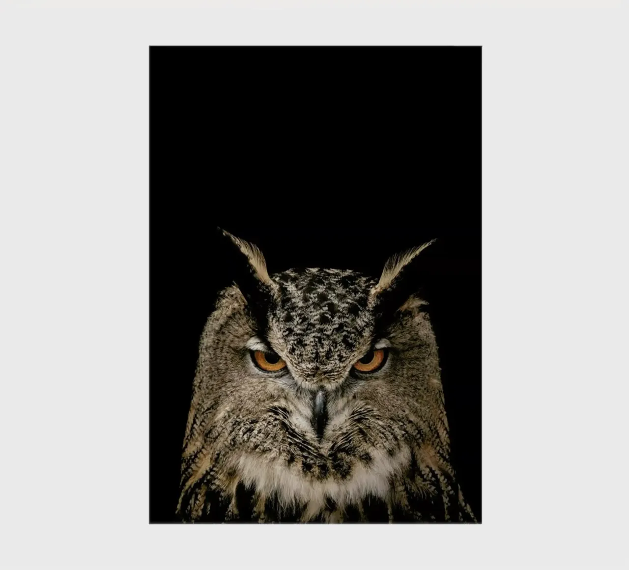 Tawny Owl notebook by Natural Kingdom