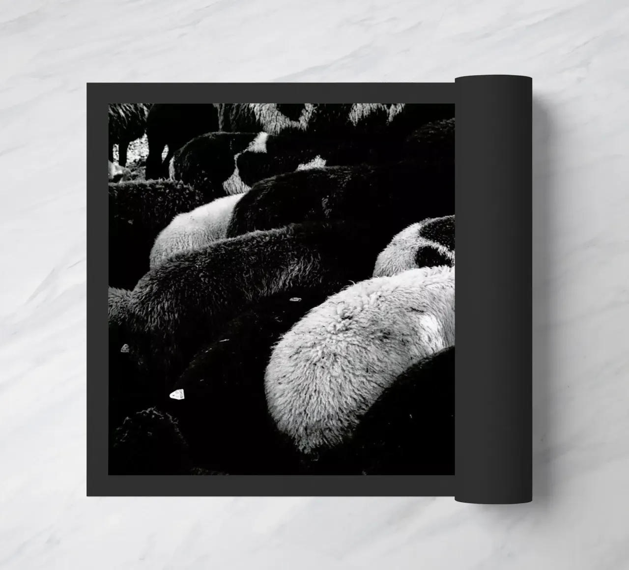 DSC1711 zerbino da Dustin Janko