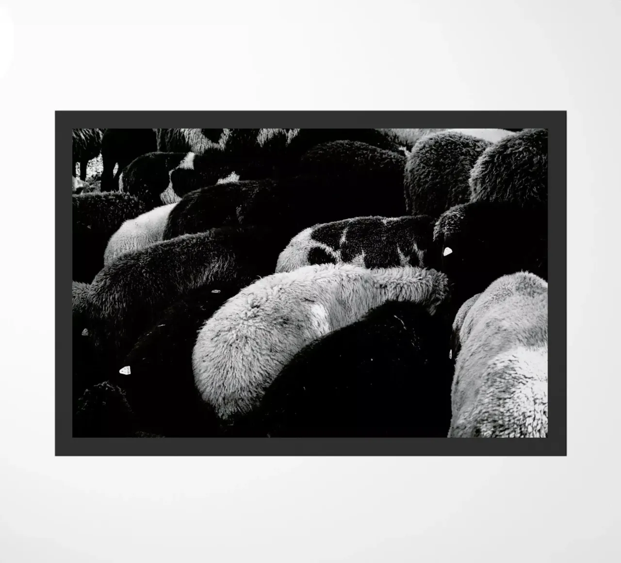 DSC1711 zerbino da Dustin Janko