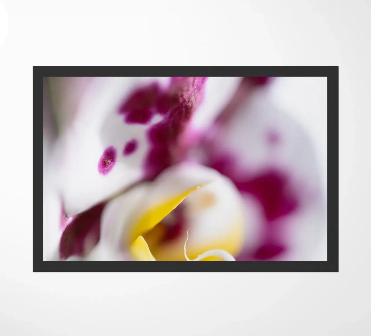 Orchidea #1 zerbino da rafael campezato