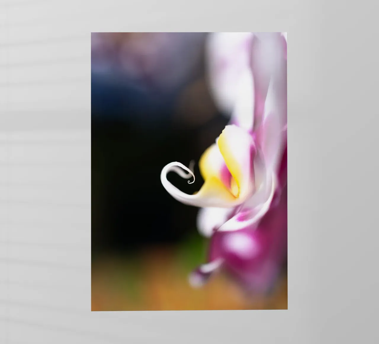 Orchidea #2 pellicola backlit da rafael campezato