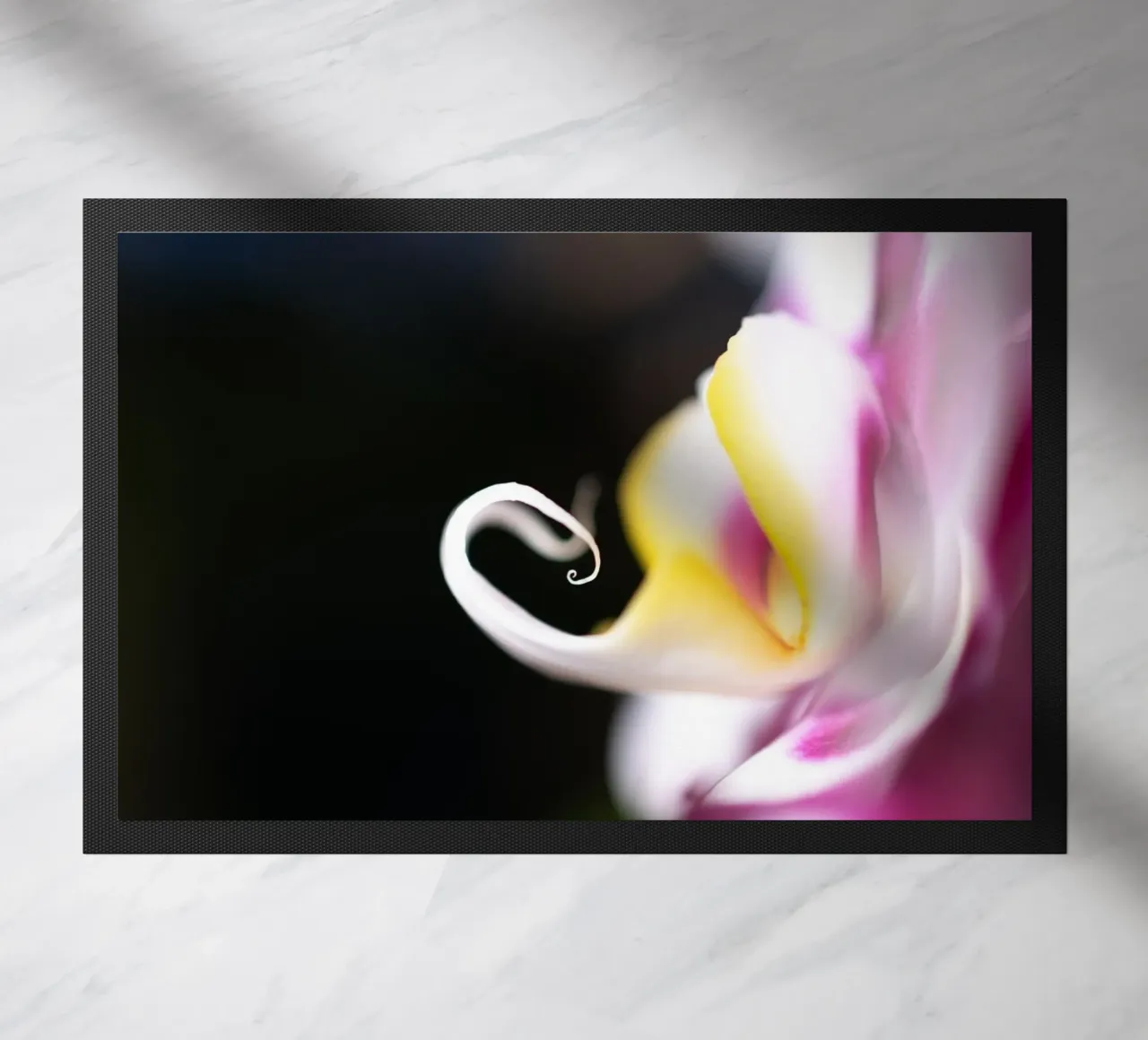 Orchidea #2 zerbino da rafael campezato