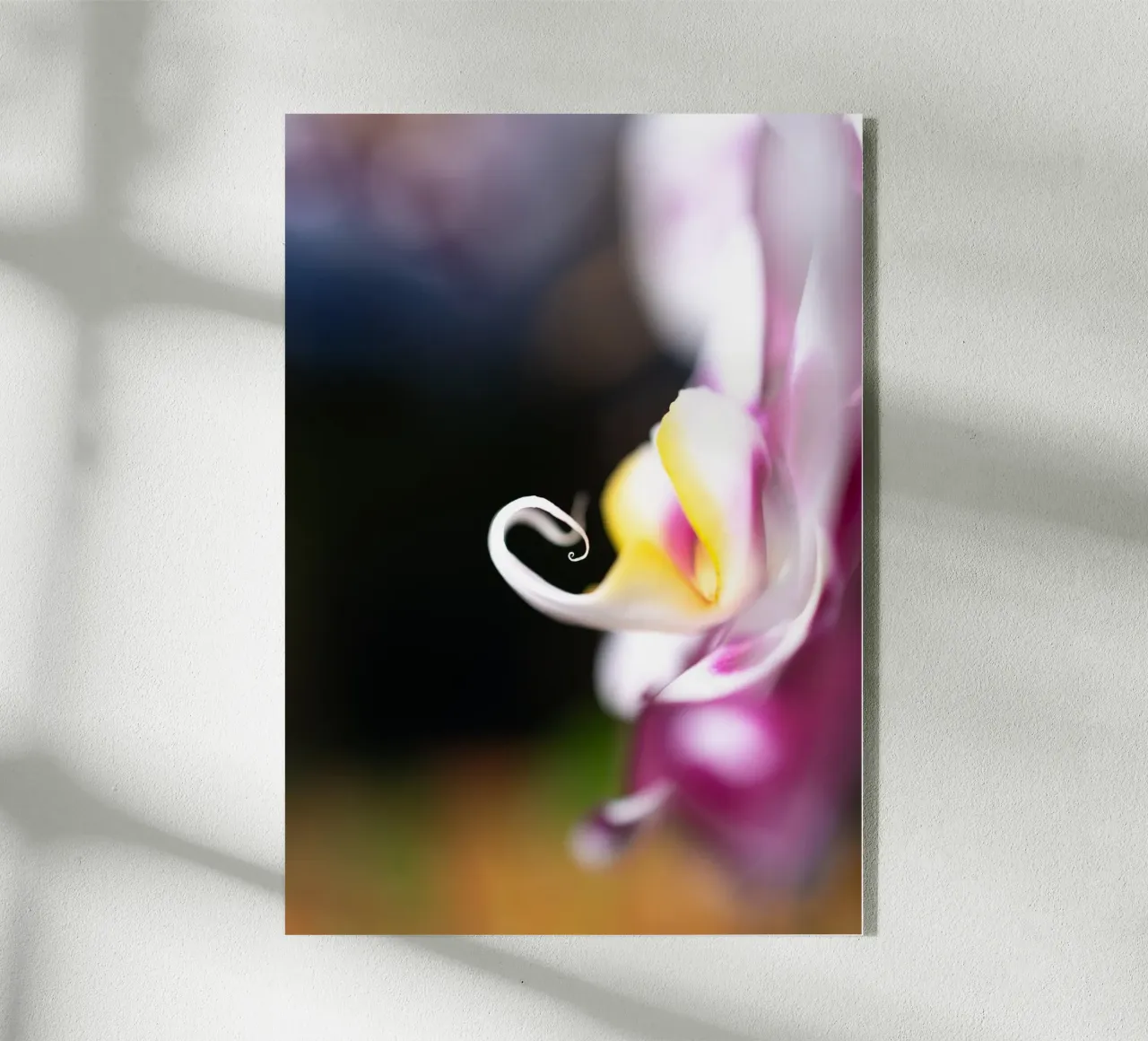 Orchidea #2 plexiglass da rafael campezato