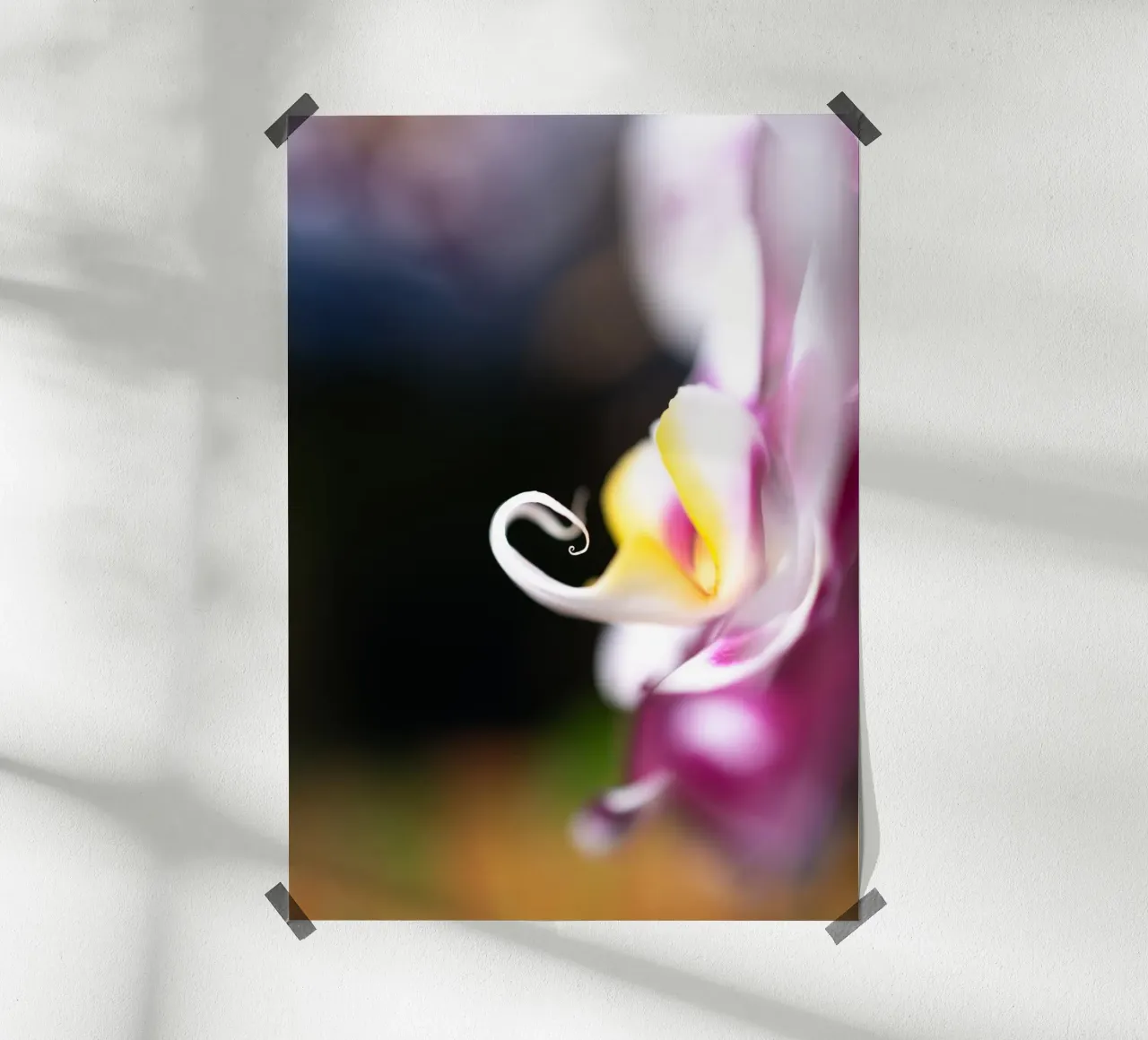 Orchidea #2 carta hahnemühle da rafael campezato