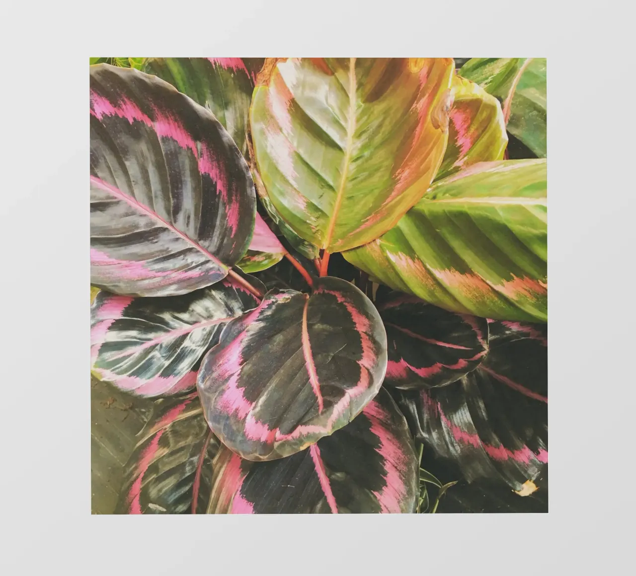 Leafy pellicola backlit da Cassia Beck Photography