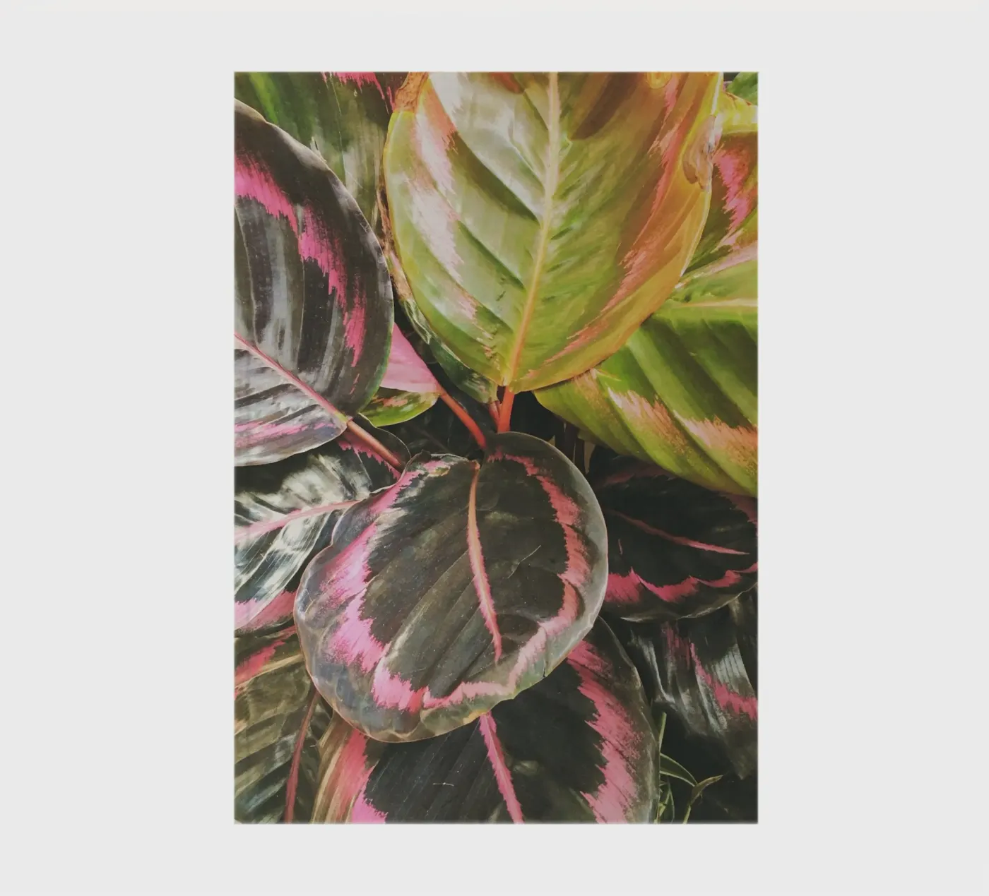 Leafy notebook by Cassia Beck Photography