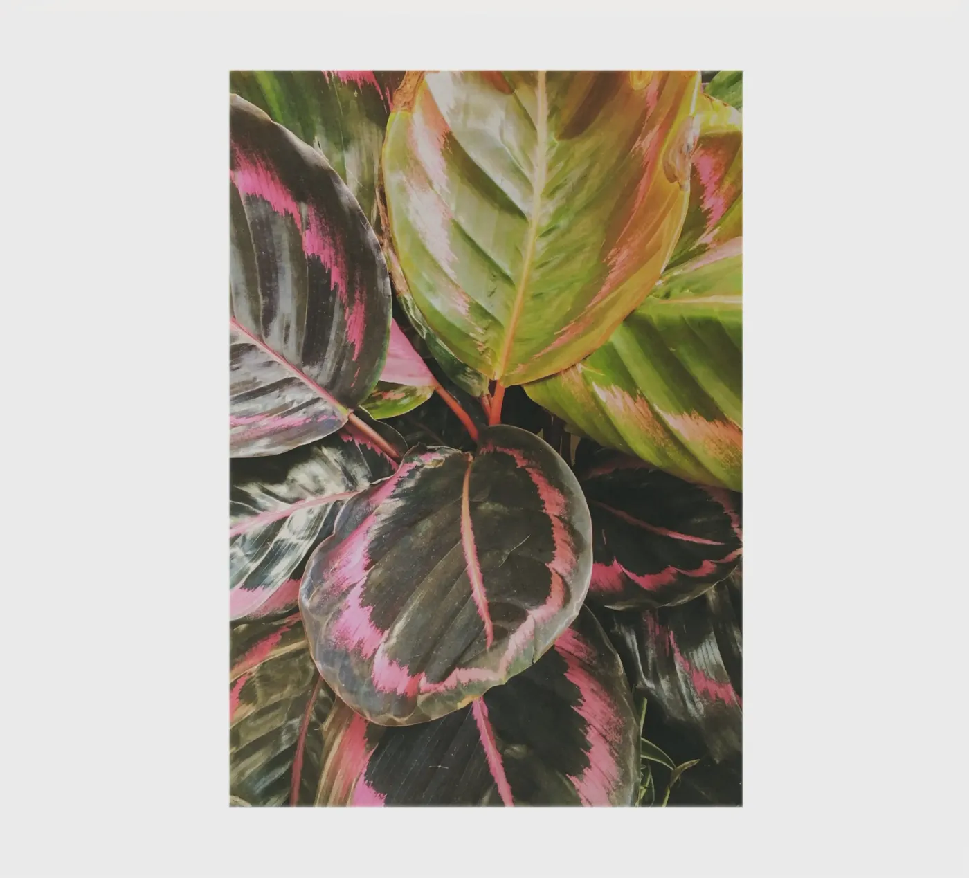 Leafy notebook by Cassia Beck Photography