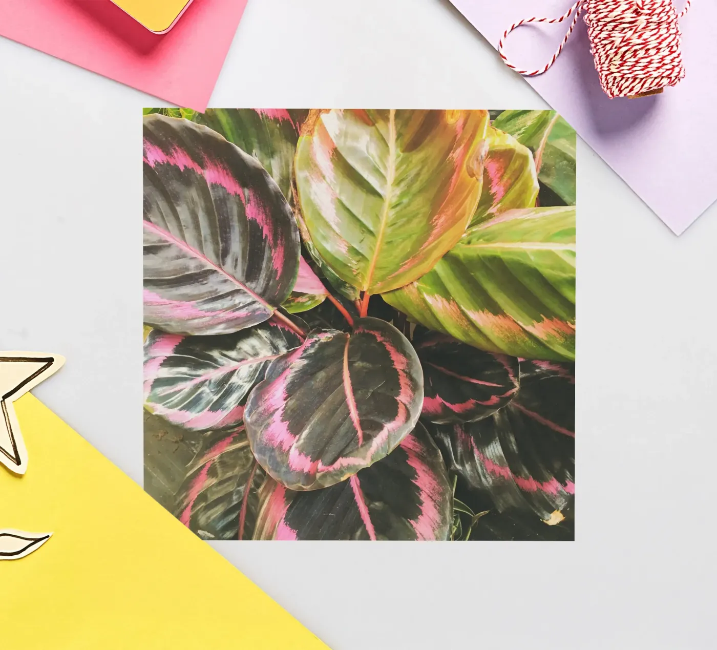 Leafy sticker by Cassia Beck Photography