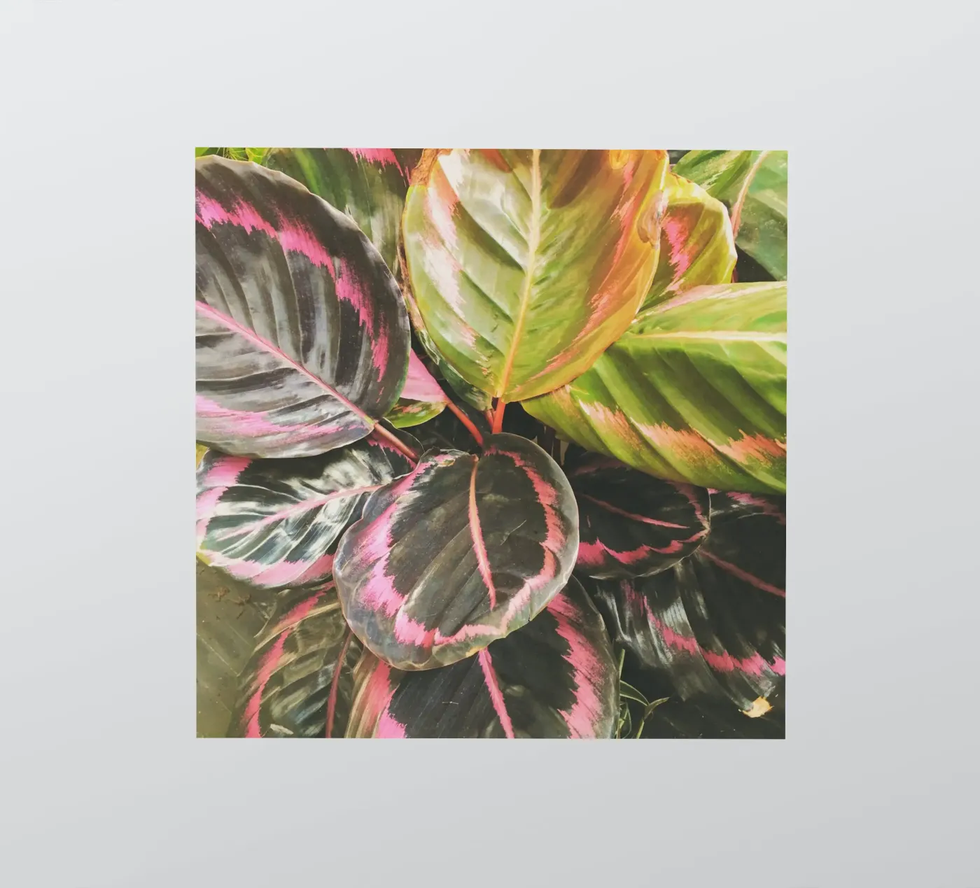 Leafy sticker by Cassia Beck Photography