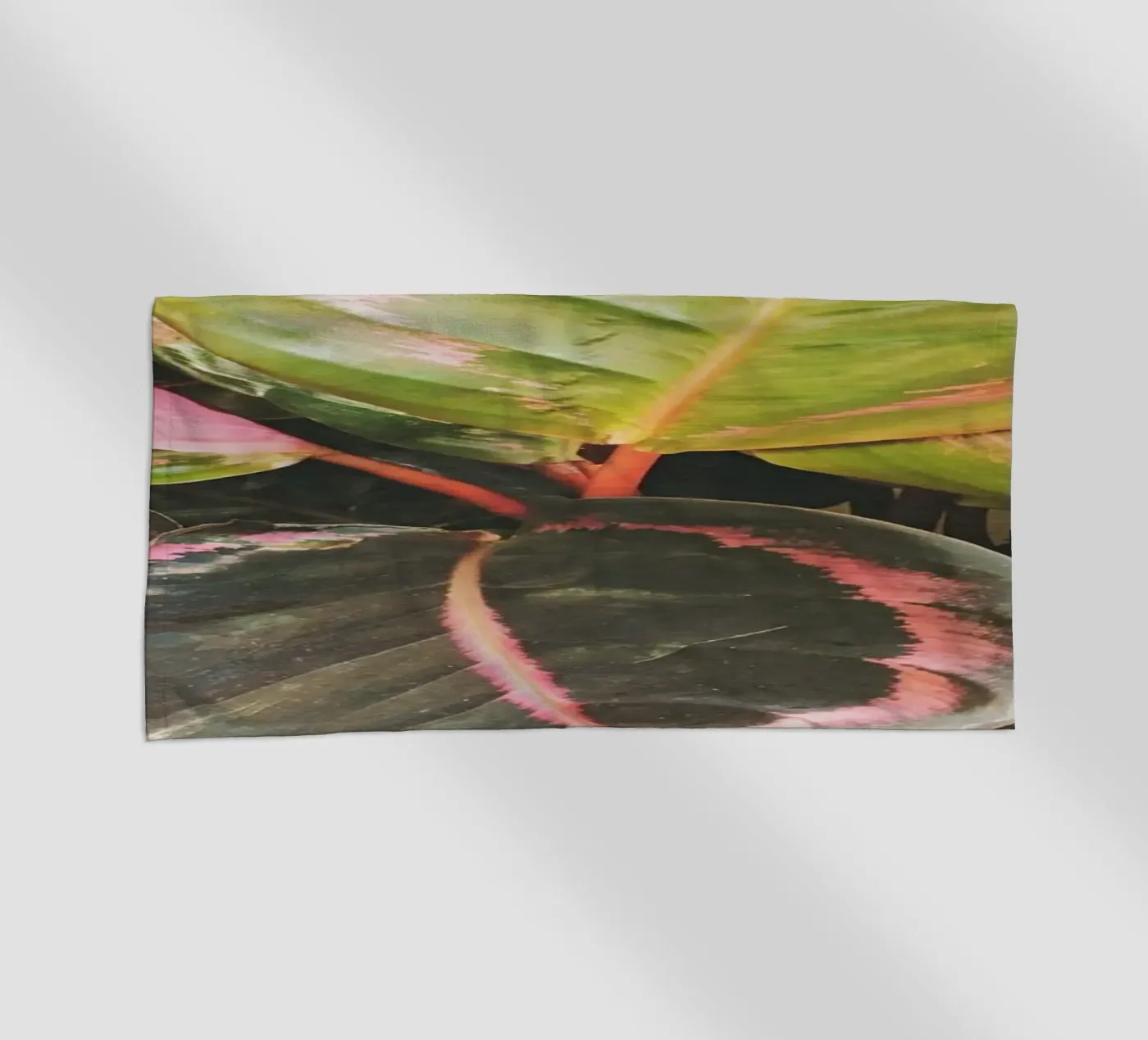 Leafy telo mare da Cassia Beck Photography