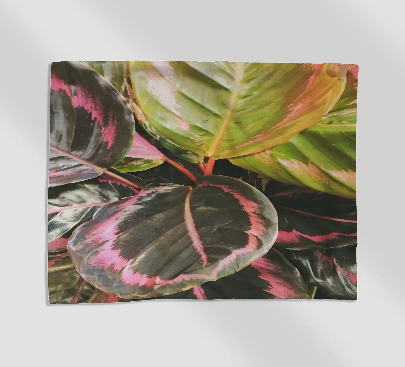 Leafy telo mare da Cassia Beck Photography