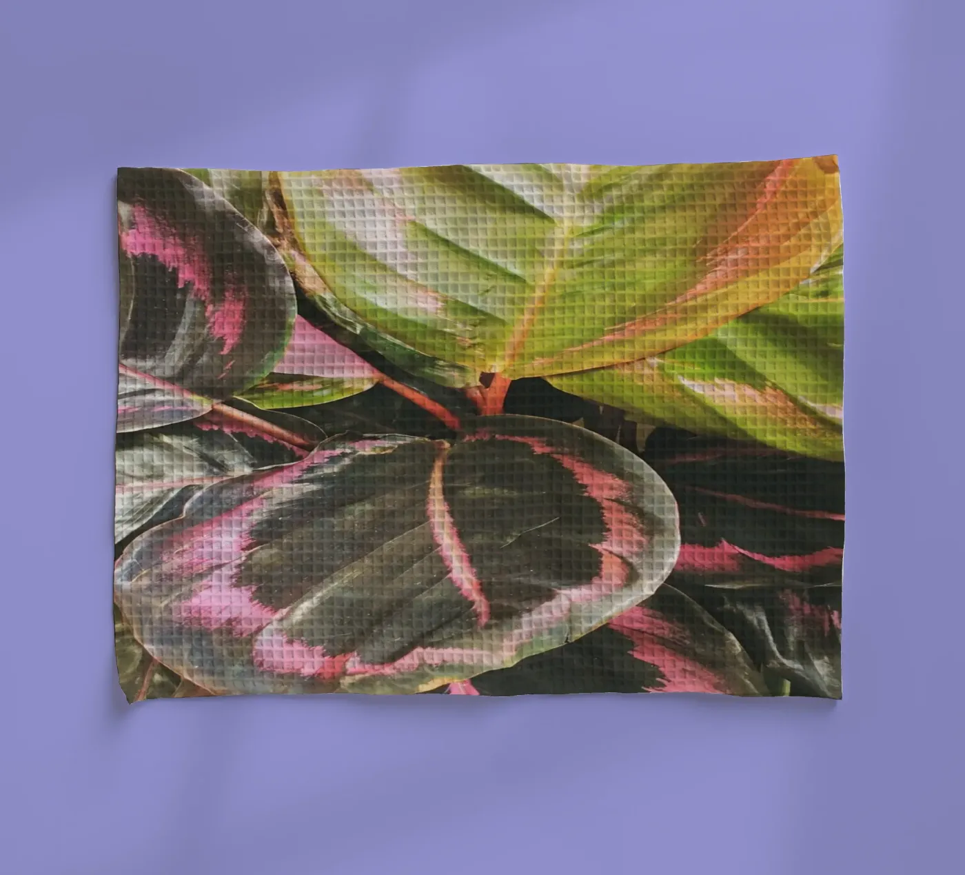 Feuilles torchon de Cassia Beck Photography