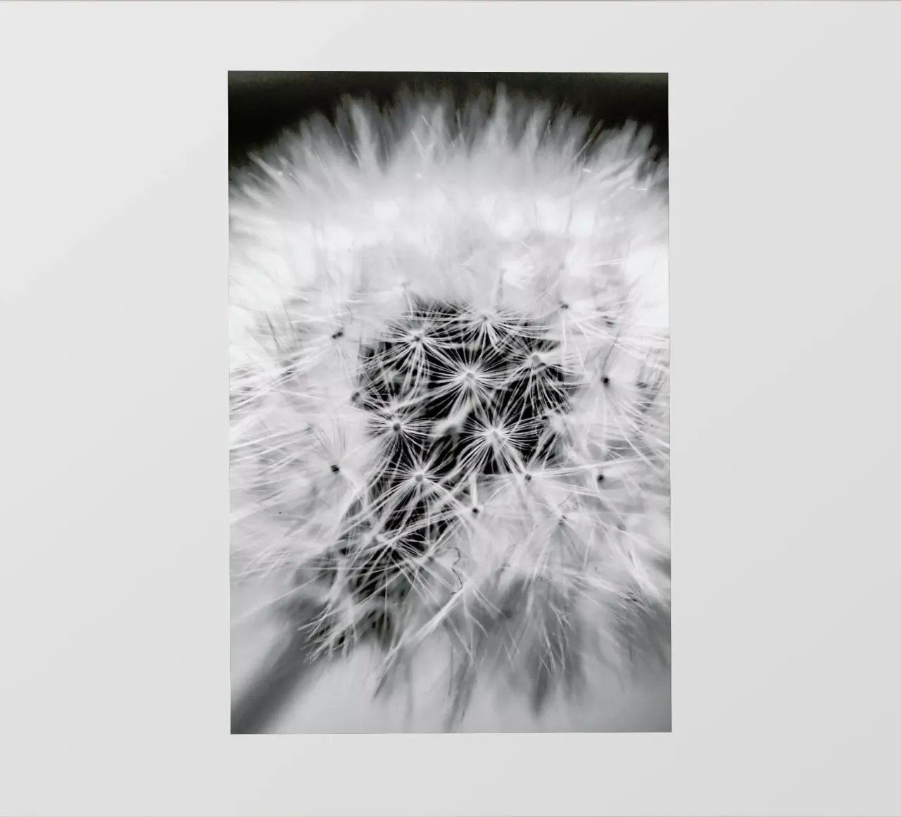 Fragile Beauty pellicola backlit da Babett Schultze