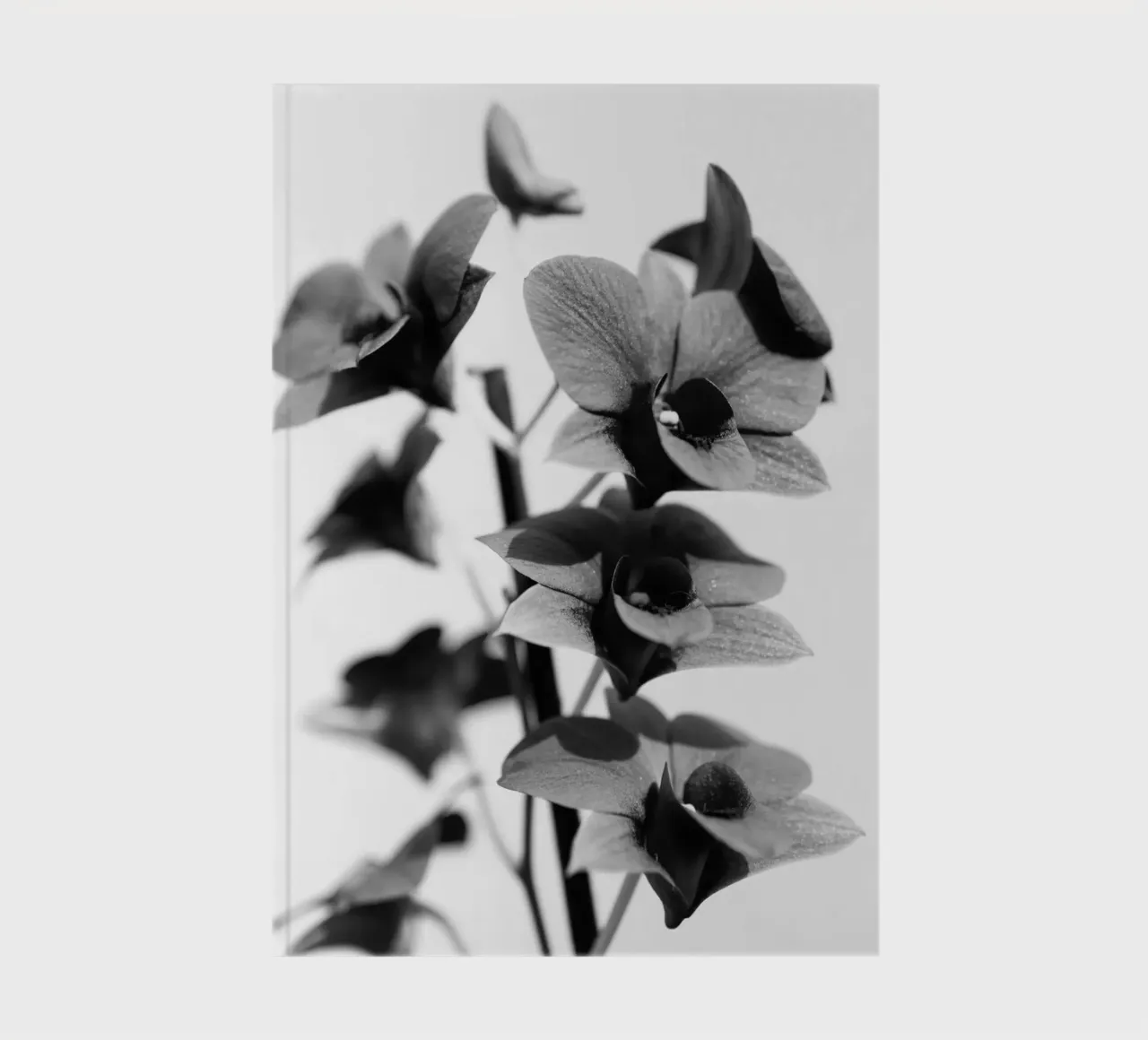 Flora #12 notebook by rafael campezato