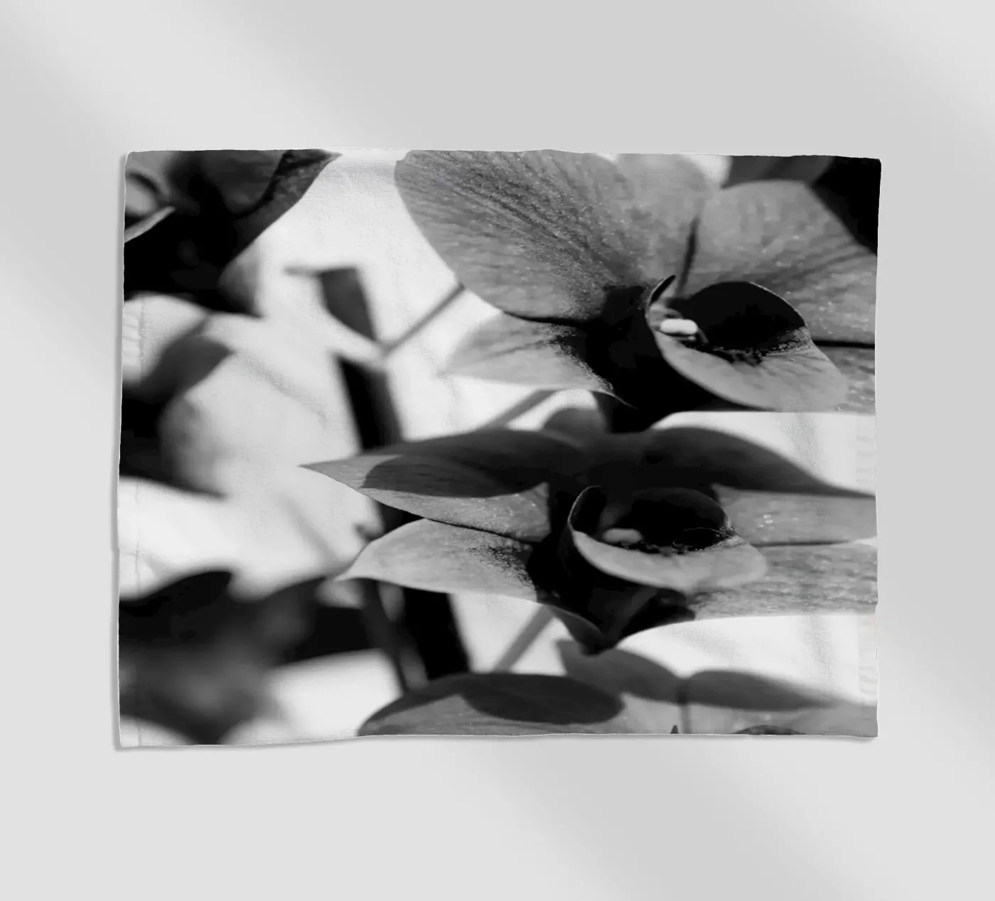 Flora #12 telo mare da rafael campezato