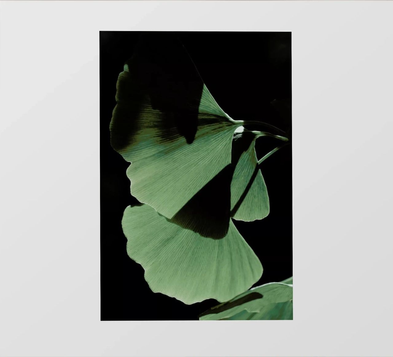 Ginkgo 03 pellicola backlit da Froilein Juno