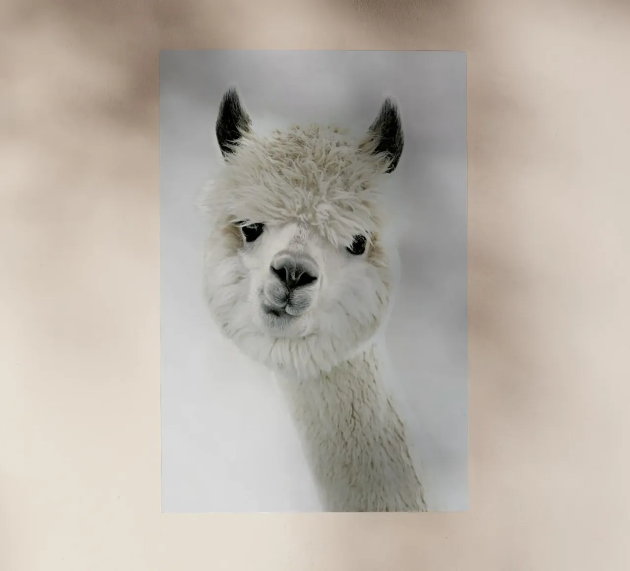 Peeky Alpaca pellicola backlit da Monika Strigel