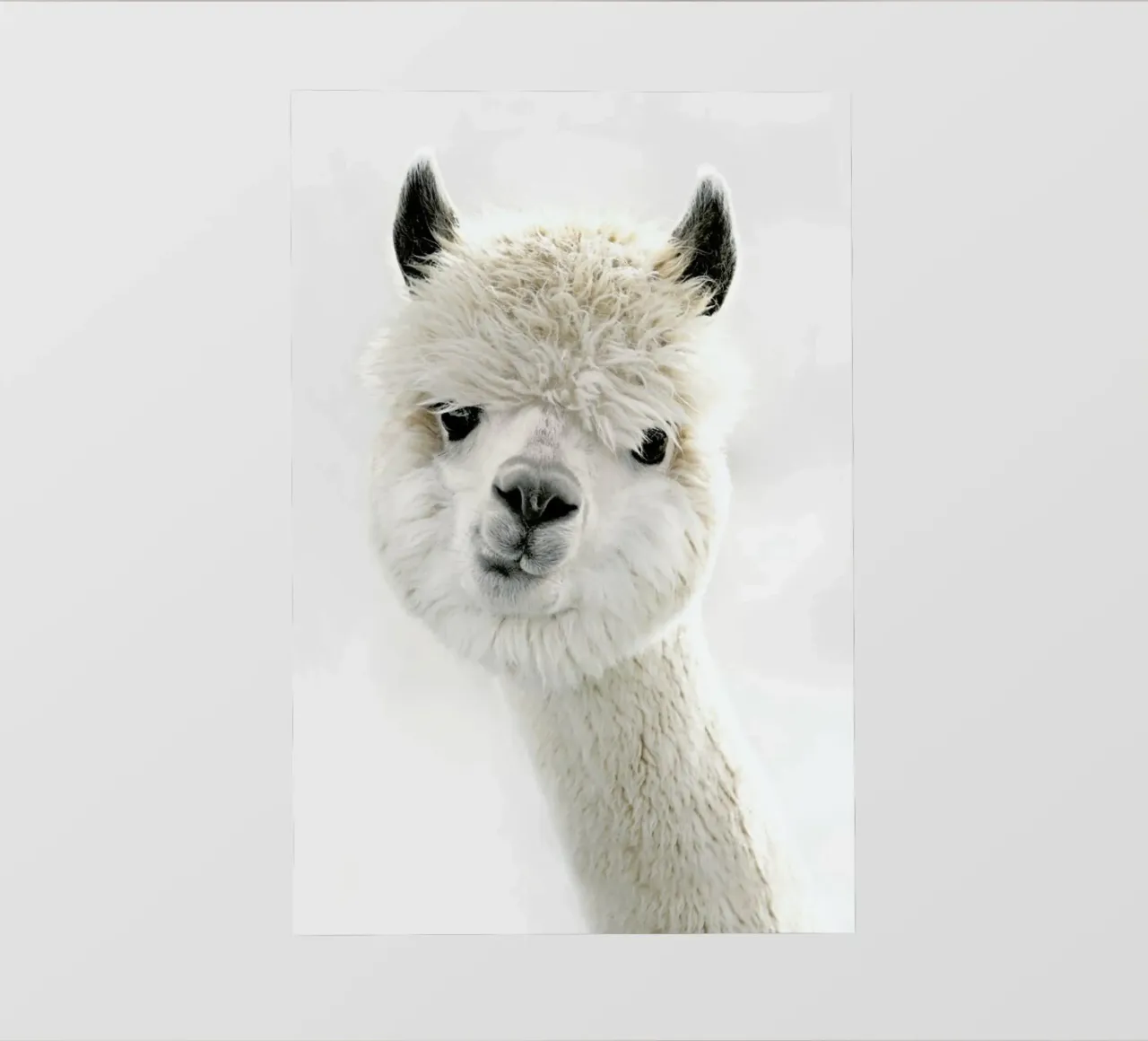 Peeky Alpaca pellicola backlit da Monika Strigel